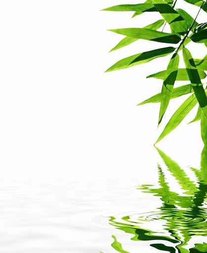 Bamboo